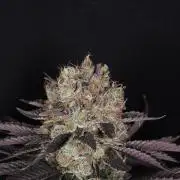 DOKI DOKI - Perfect Tree Seeds