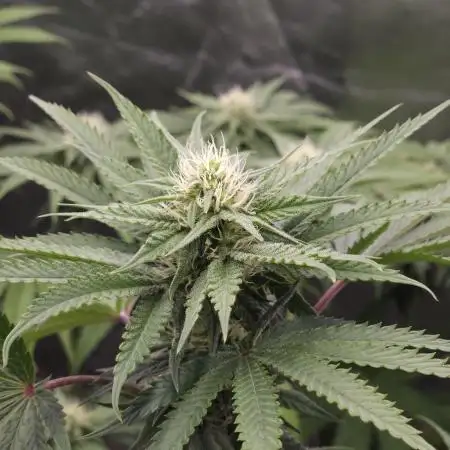 ABF Genetics