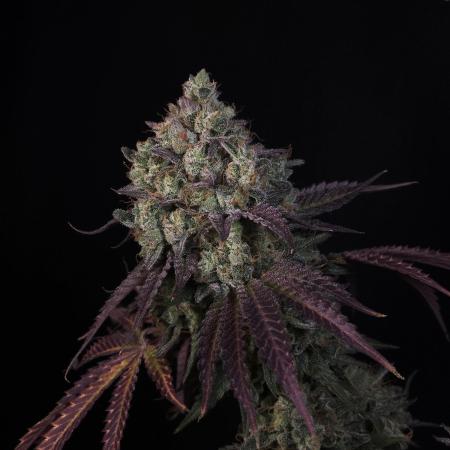 ABF Genetics