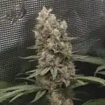 Mandarin Zkittlez Lemon