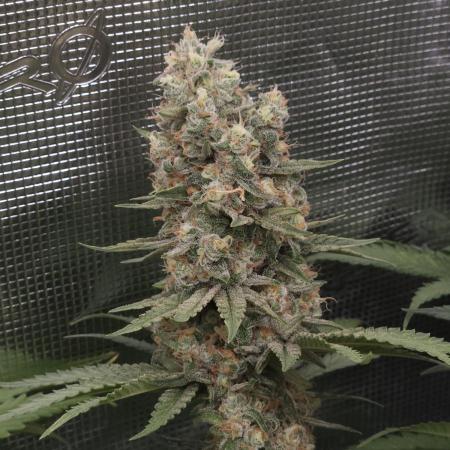 Mandarin Zkittlez Lemon