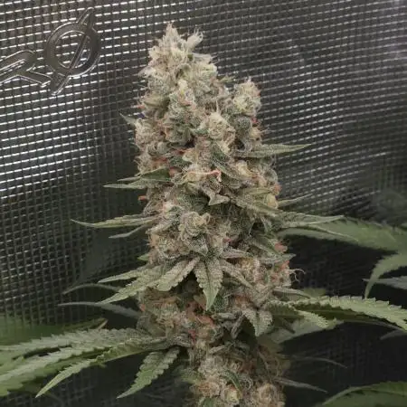 Mandarin Zkittlez Lemon