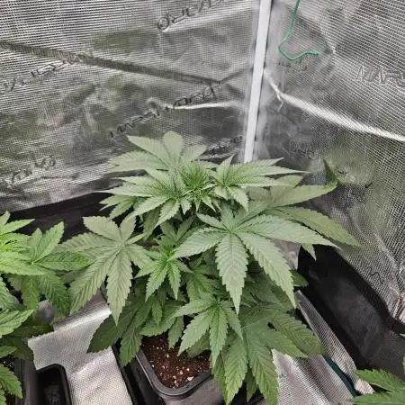 Solfire Gardens - Barf Breath