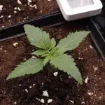 Solfire Gardens - Barf Breath