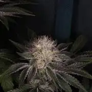 PEACH MOON