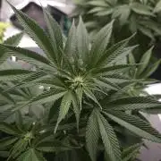 Vanilla Frosting - GHS