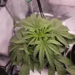 ABF Genetics