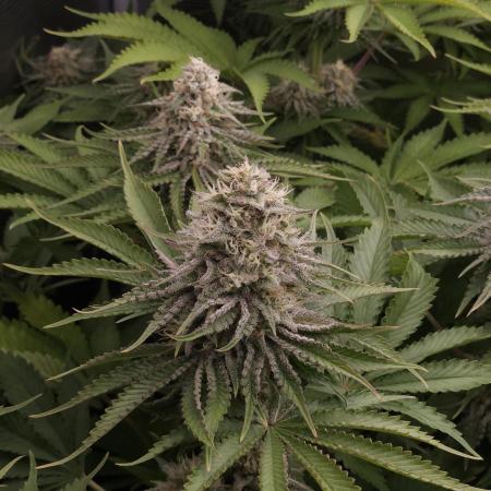 TEST GROW #WorldBreedersLab