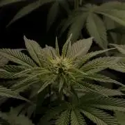 Eternity Grow Cup 2026