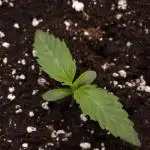 ABF Genetics
