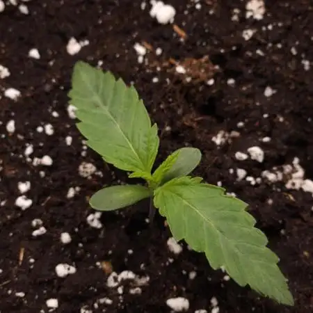ABF Genetics