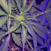 First Grow