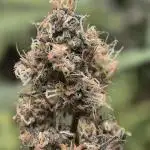 King Juice auto, First time green house