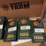 Barneys Farm Cali Kollektion: Gelato, Apple Fritter, GSC.