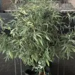 Tropicafrican Purple Magic