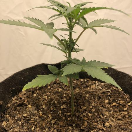 Strawberry Gorilla rf3