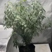 Tropicafrican Purple Magic