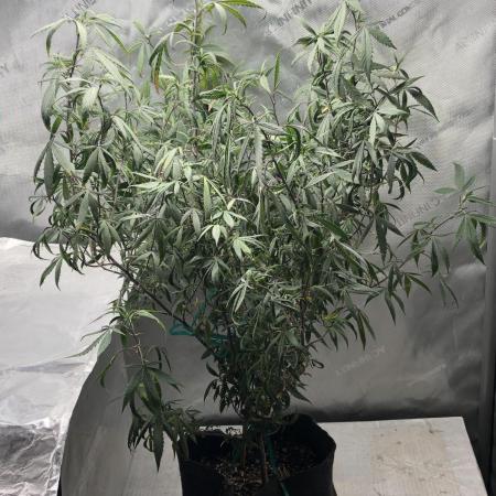 Tropicafrican Purple Magic