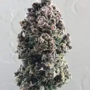 Purple Lemonade rf3 (a)