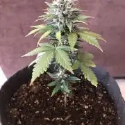 Purple Lemonade rf3 (a)