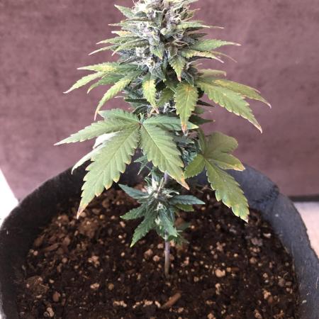 Purple Lemonade rf3 (a)