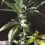 Strawberry Gorilla rf3