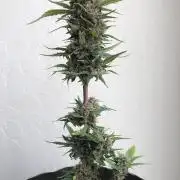 Strawberry Gorilla rf3