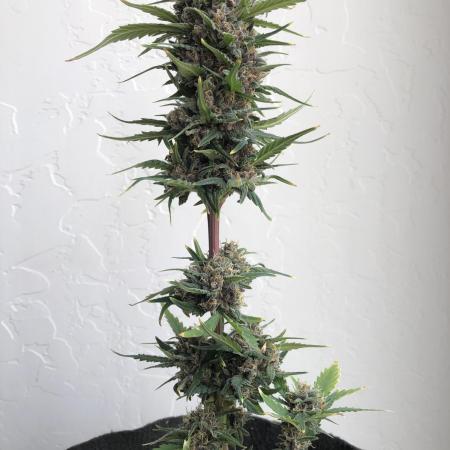 Strawberry Gorilla rf3