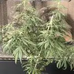 Tropicafrican Purple Magic