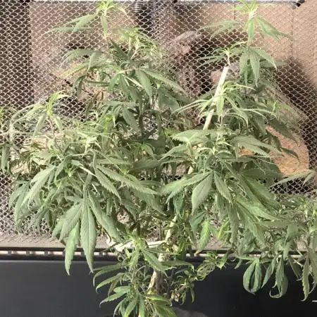 Tropicafrican Purple Magic