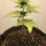 Purple Lemonade rf3 (a)