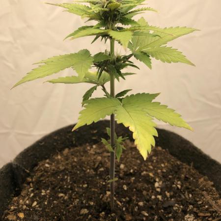 Purple Lemonade rf3 (a)