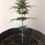 Purple Lemonade rf3 (a)