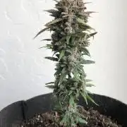 Purple Lemonade rf3 (a)