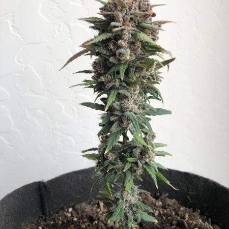 Purple Lemonade rf3 (a)