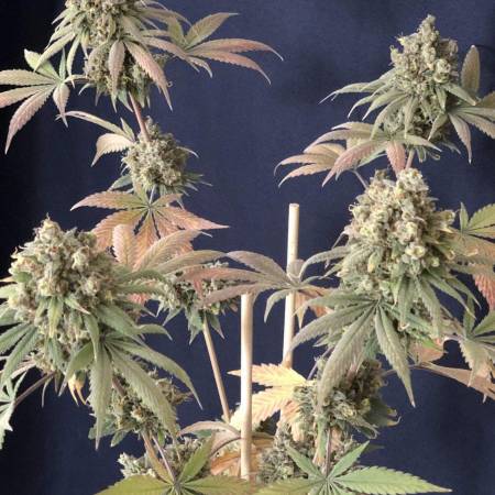 Purple Lemonade (ff)