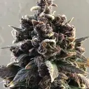 Purple Lemonade rf3 (a)