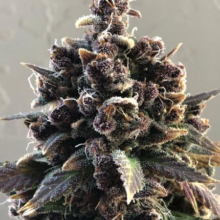 Purple Lemonade rf3 (a)