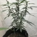 Tropicafrican Purple Magic