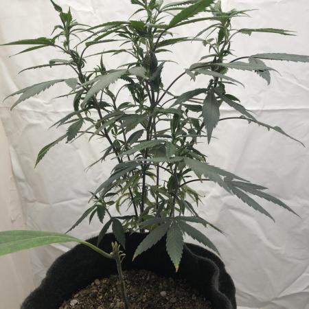 Tropicafrican Purple Magic
