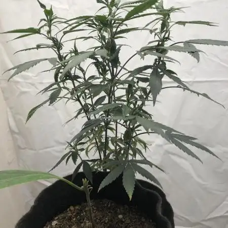 Tropicafrican Purple Magic