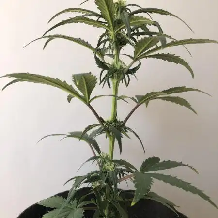 Strawberry Gorilla rf3