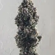 Strawberry Gorilla rf3
