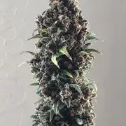 Strawberry Gorilla rf3