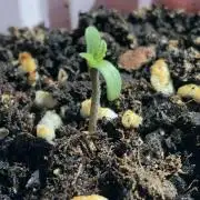 Strawberry Gorilla rf3
