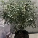 Tropicafrican Purple Magic