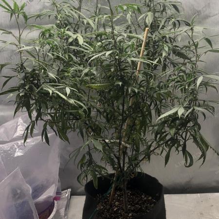 Tropicafrican Purple Magic