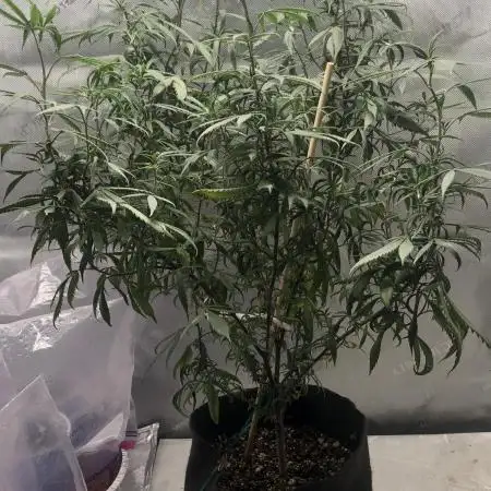 Tropicafrican Purple Magic