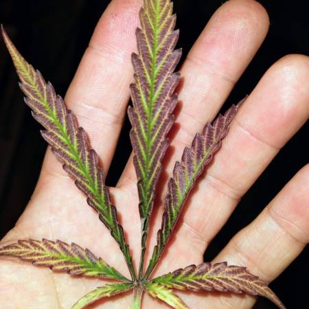 Blueberry Pheno # 3 clones Micro Grow