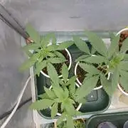 CriMnl sherbet [r]